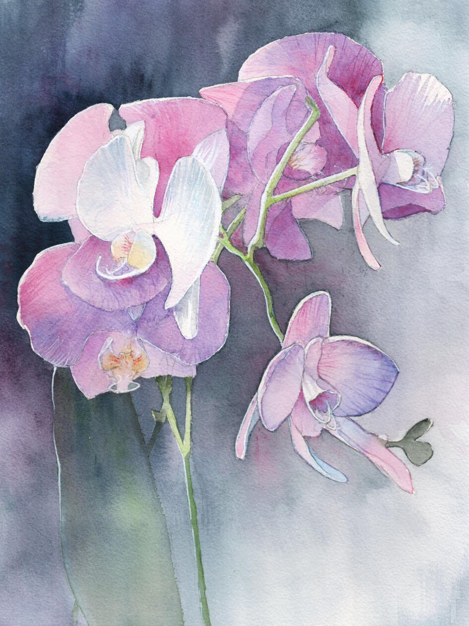 Orchids