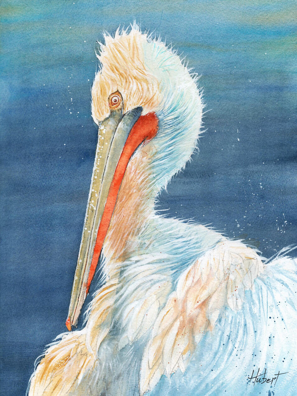 A FLORIDA PELICAN