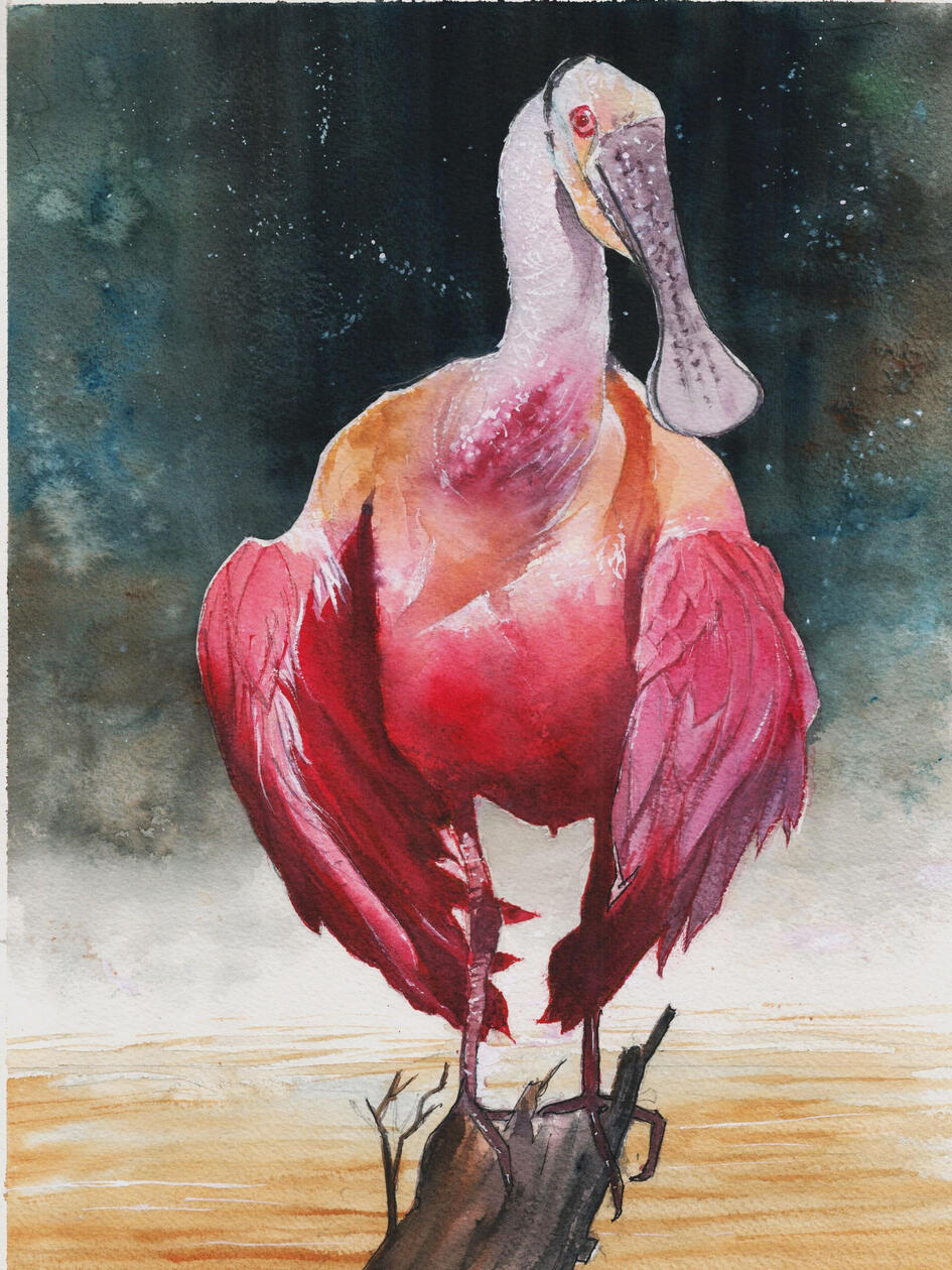 roseate spoonbill